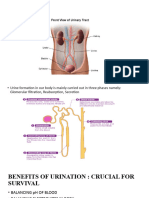 Urine Analysis