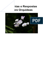 Perguntas e Respostas Sobre Orquídeas