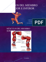 Musculatura Del Miembro Superiorrrrr e Inferior