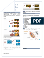 Morfologia e Estrutura Das Bactérias