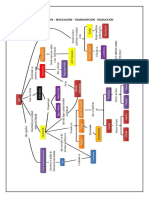 ADN - Replicación - Transcripción - Traducción