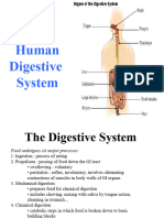 Humandigestive Organs