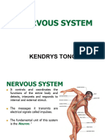 Nervous System Slides