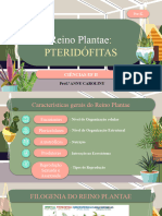 Reino Plantae - Pteridófitas