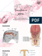 Ovariectomia en Yeguas