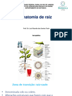 Aula 9 - Anatomia de Raiz