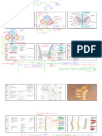 6) Spinal Cord (Structure)