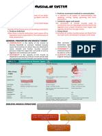 Muscular System