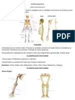 Sistema Esquelético