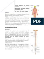 Sistema Nerviosos Central