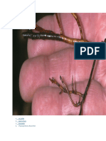 Root Rot Bacteria