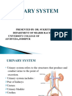 Urinary System