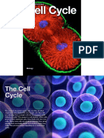 Cell Processes - Cell Cycle 9.17.15