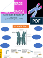 Telómeros, Telomerasas 23