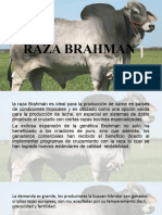 Raza Brahman