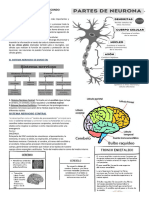 Sistema Nervioso Informacion