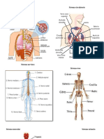 Sistema Respiratorio