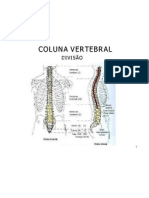 Coluna Vertebral