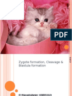 Zygote Formation, Cleavage & Blastula Formation