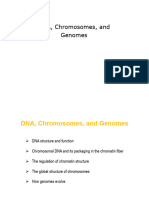 DNA, Chromosomes, and Genomes