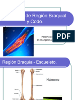 Anatomía de Región Braquial y Codo