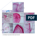 Guia Practicos Embriologia Histologia Bucodental 2024