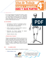 El Sistema Oseo y Sus Partes para Cuarto Grado de Primaria