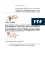 Cómo Funciona El Cerebro