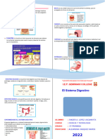 Diptico Del Sistema Digestivo