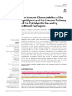 The Immune Characteristics of The Epididymis and The Immune Pathway of The Epididymitis Caused by Different Pathogens