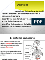 Clase N°10 El Sistema Endocrino