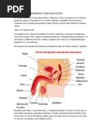 Aparato Reproductor Masculino-Scribd