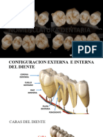 Nomenclatura Dentaria