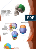 Cráneo Parte 1