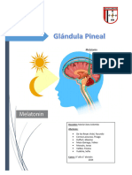 Glándula Pineal