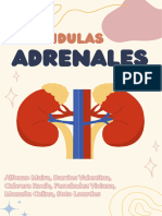 Glándulas Adrenales - 20240529 - 184119 - 0000