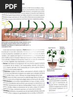 Hormonas Vegetales