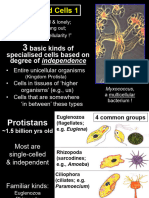 FYB 2 Spec Cells 1 2023