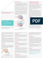 Human Brain v30