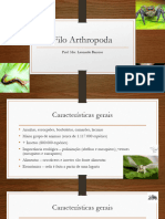 Filo Arthropoda