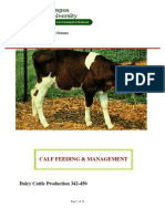 Calf Management