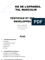 Testicule Et Ses Enveloppes-2