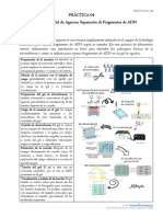 P4 Electroforesis