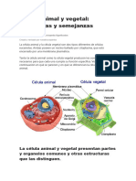 Célula Animal y Vegetal