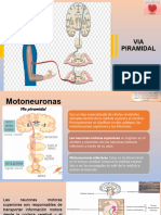 Clase 3 de Psicofisiologia