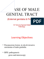 Male Genital (I)