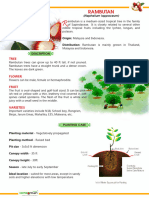 Micro POP Rambutan n18