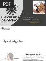 Sistema Digestivo, Urogenital y Endocrino