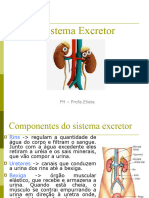 Sistema Excretor NOVO2