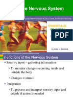 Nervous System Handout